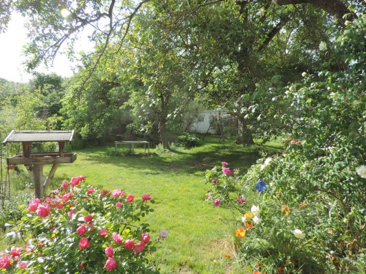 Blume Blick Garten_ (Kopie).JPG